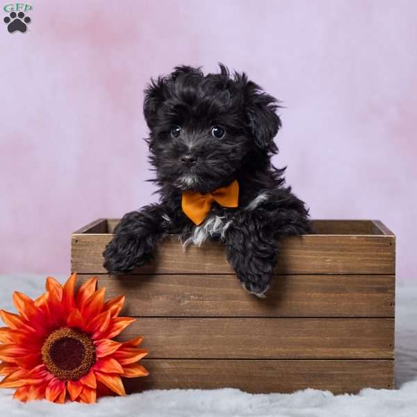 Oreo, Mini Aussiedoodle Puppy